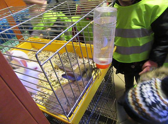 gr II Wycieczka do sklepu zoologicznego