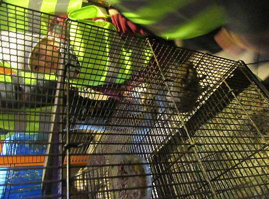 gr II Wycieczka do sklepu zoologicznego