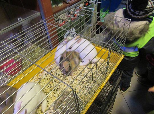 gr II Wycieczka do sklepu zoologicznego