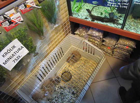 gr II Wycieczka do sklepu zoologicznego