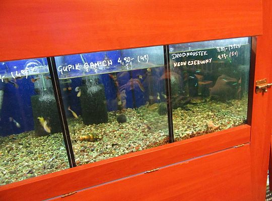 gr II Wycieczka do sklepu zoologicznego