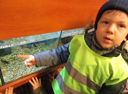 gr II Wycieczka do sklepu zoologicznego