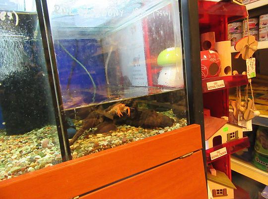 gr II Wycieczka do sklepu zoologicznego