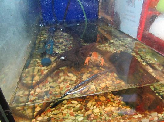 gr II Wycieczka do sklepu zoologicznego