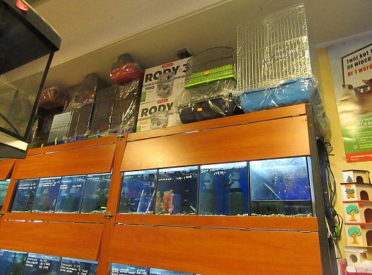 gr II Wycieczka do sklepu zoologicznego