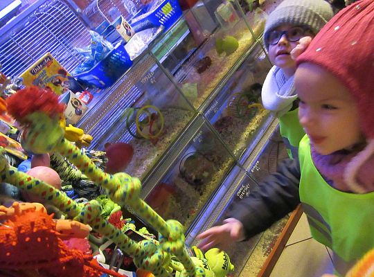 gr II Wycieczka do sklepu zoologicznego