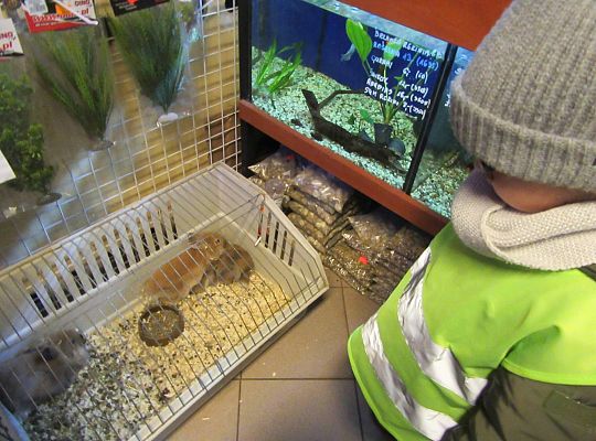 gr II Wycieczka do sklepu zoologicznego