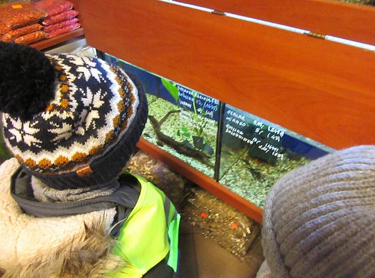 gr II Wycieczka do sklepu zoologicznego
