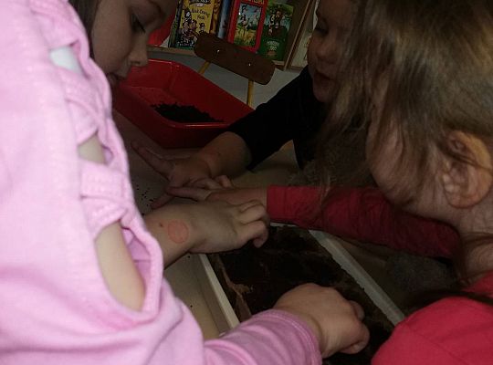 GR III A my już chcemy wiosnę - Sadzimy