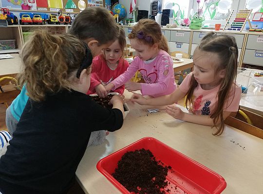 GR III A my już chcemy wiosnę - Sadzimy