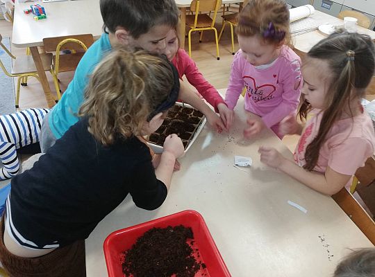 GR III A my już chcemy wiosnę - Sadzimy