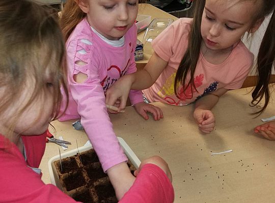 GR III A my już chcemy wiosnę - Sadzimy