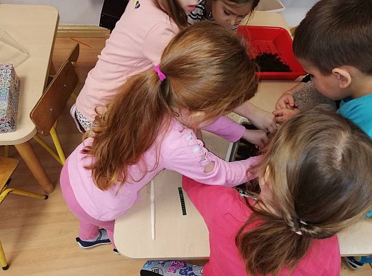 GR III A my już chcemy wiosnę - Sadzimy