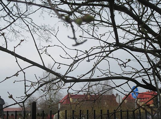 gr II Szukamy wiosny