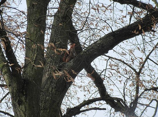 gr II Szukamy wiosny