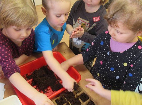 gr I Nasza szklarnia-siejemy