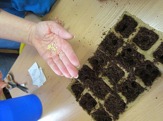 gr I Nasza szklarnia-siejemy