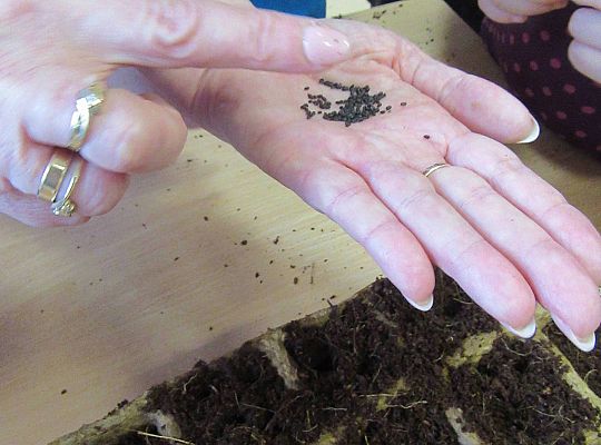 gr I Nasza szklarnia-siejemy