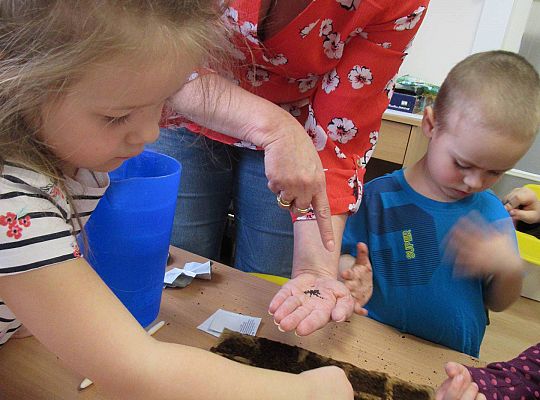 gr I Nasza szklarnia-siejemy