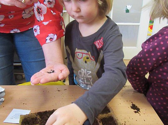 gr I Nasza szklarnia-siejemy