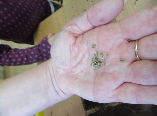 gr I Nasza szklarnia-siejemy