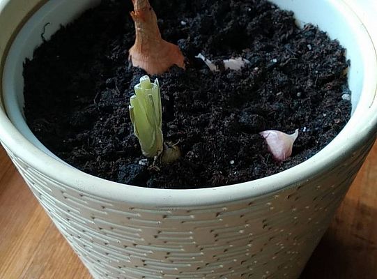 Gr III - tydzień 23.03 - 28.03  temat tygodniowy - "Witamy Wiosnę":