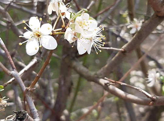 Gr III - tydzień 23.03 - 28.03  temat tygodniowy - "Witamy Wiosnę":