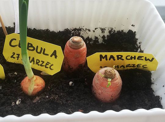 GR III tydzień 30.03-03.04 Temat tygodnia - Powrót ptaków