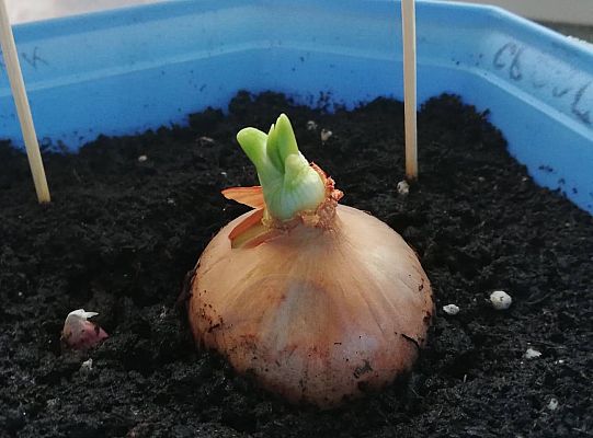 GR III tydzień 30.03-03.04 Temat tygodnia - Powrót ptaków