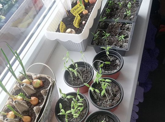 GR III tydzień 30.03-03.04 Temat tygodnia - Powrót ptaków