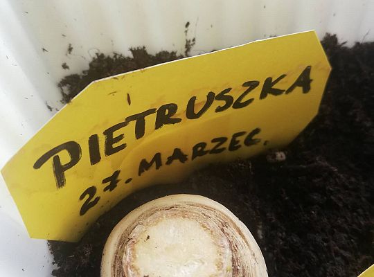 GR III tydzień 30.03-03.04 Temat tygodnia - Powrót ptaków