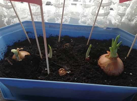 GR III tydzień 30.03-03.04 Temat tygodnia - Powrót ptaków