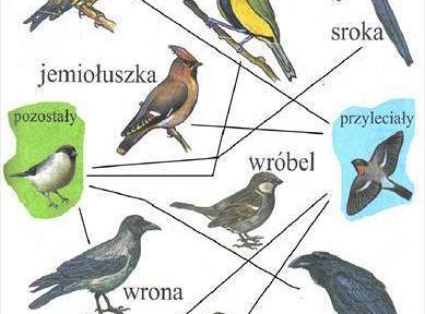 GR III tydzień 30.03-03.04 Temat tygodnia - Powrót ptaków