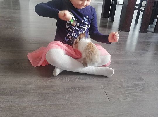 GR III tydzień 14.04-17.04 "Robimy zakupy"