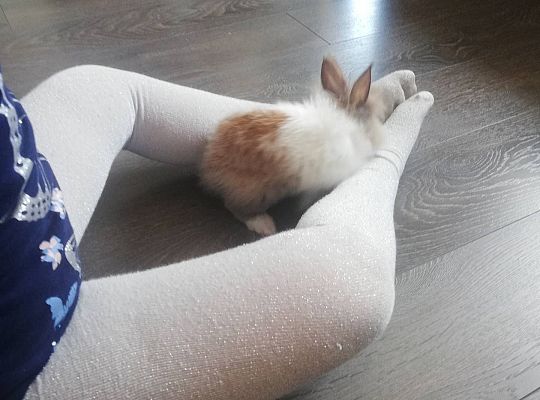 GR III tydzień 14.04-17.04 "Robimy zakupy"