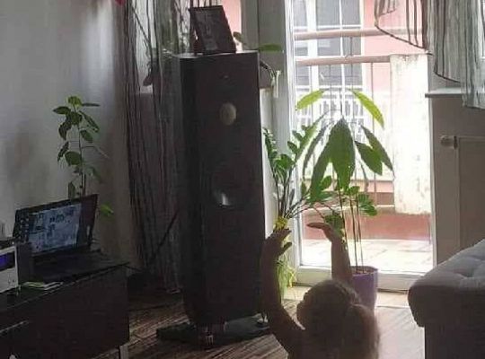 gr II Nasze zajęcia w domu