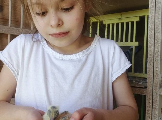 GR IV Fotorelacja z tygodnia "Na wiejskim podwórku"