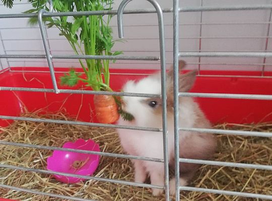 GR III tydzień 27.04-30.04- Książka moim przyjacielem