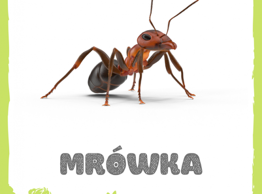 Majowa łąka