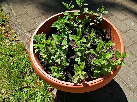 Kolejne zmiany w ogrodzie.