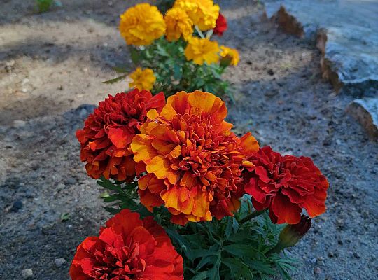 Kolejne zmiany w ogrodzie.