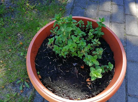 Kolejne zmiany w ogrodzie.