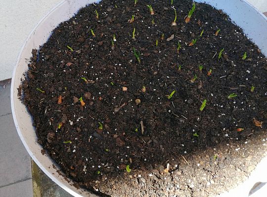 Kolejne zmiany w ogrodzie.