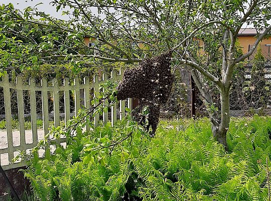 GR III tydzień 08.06-12.06 " Co piszczy w trawie"