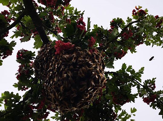 GR III tydzień 08.06-12.06 " Co piszczy w trawie"