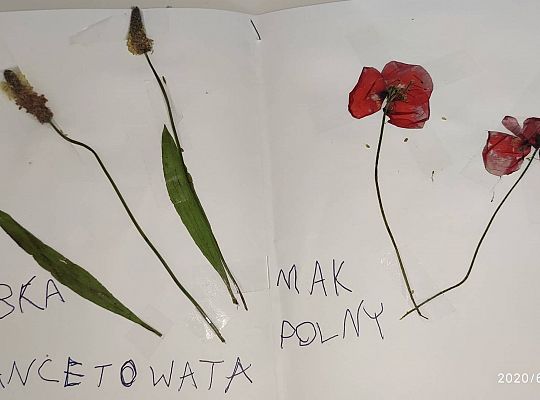 GR III tydzień 08.06-12.06 " Co piszczy w trawie"