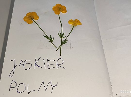 GR III tydzień 08.06-12.06 " Co piszczy w trawie"