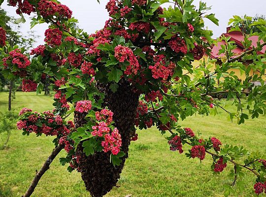 GR III tydzień 08.06-12.06 " Co piszczy w trawie"