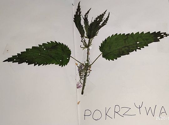 GR III tydzień 08.06-12.06 " Co piszczy w trawie"