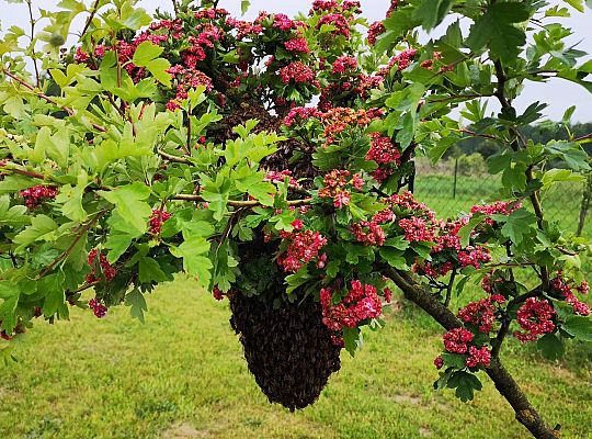 GR III tydzień 08.06-12.06 " Co piszczy w trawie"